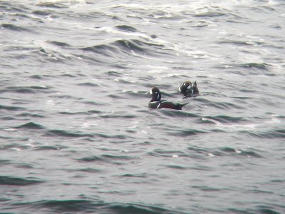 Arlequins plongeurs, Cap-des-Rosiers