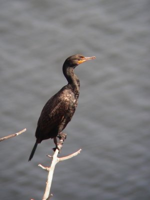 Cormoran à aigrettes, Gaspé
