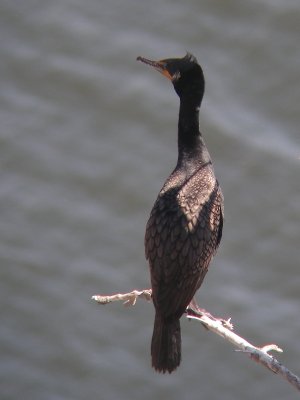 Cormoran à aigrettes, Gaspé