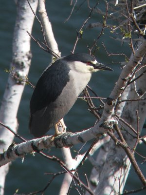 Bihoreau gris, Gaspé