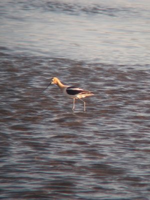 Avocette d'Amérique, Barachois