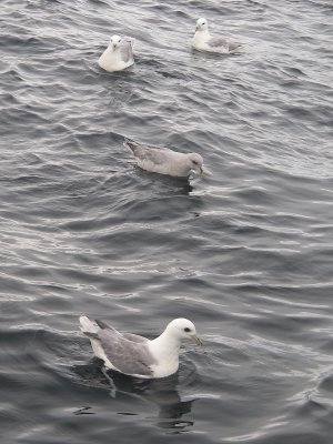 Fulmars boraux, Estuaire du Saint-Laurent