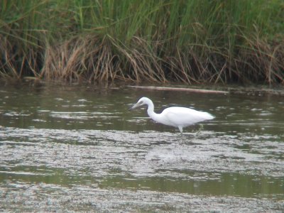 Aigrette bleue juvénile, Coin-du-Banc