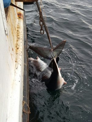 Requin-taupe commun, Golfe du Saint-Laurent 