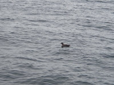 Puffin fuligineux, Golfe du Saint-Laurent