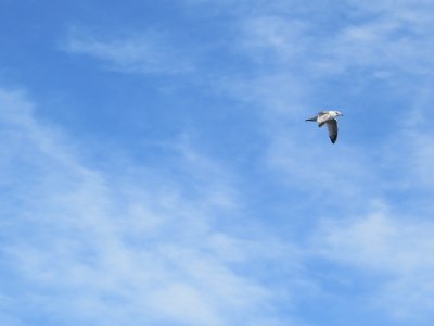 Goéland argenté, Golfe du Saint-Laurent