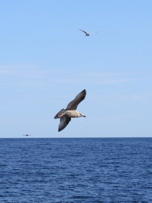 Goéland argenté, Golfe du Saint-Laurent