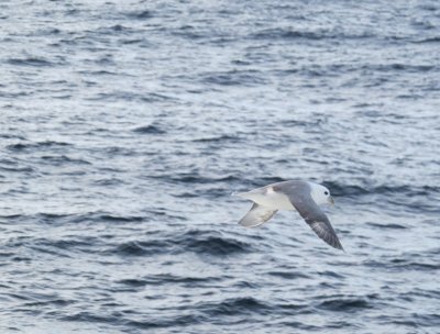 Fulmar boral, Dtroit d'Hudson