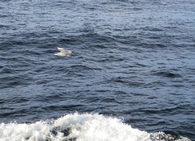 Fulmar boréal, Détroit d'Hudson