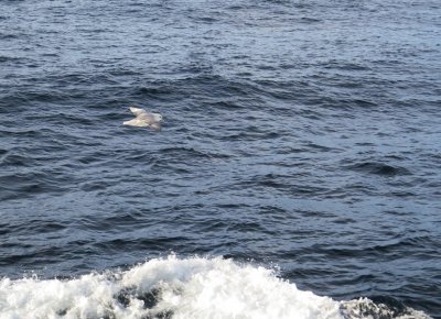 Fulmar boral, Dtroit d'Hudson