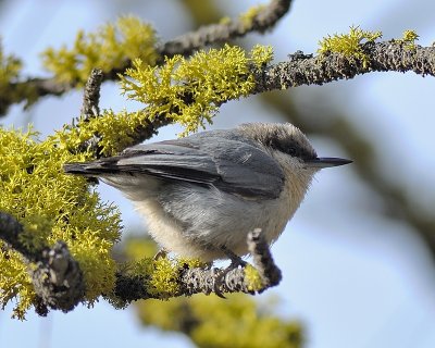 Pygmy Nuthatch