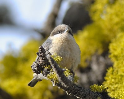 Pygmy Nuthatch