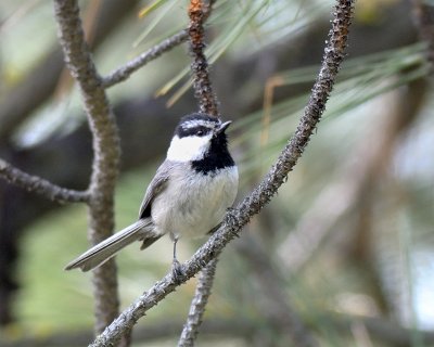 Mountain Chickadee