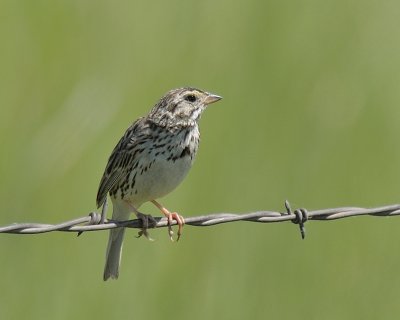 Savanna Sparrow 