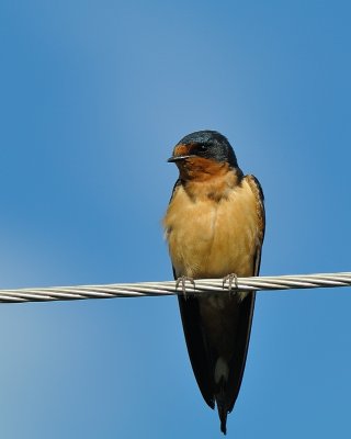 Barn Swallow