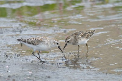 Sandpipers Western left Least right