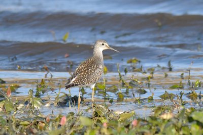 Lesser Yellowleg