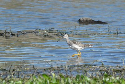 Greater Yellowleg 