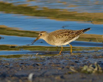 Pectoral Sandpiper