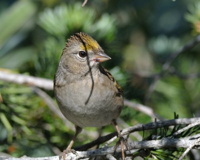 Golden-crowned Sparrow