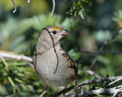 Golden-crowned Sparrow immature