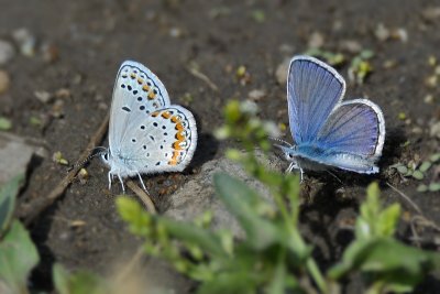 Silvery Blue butterfly