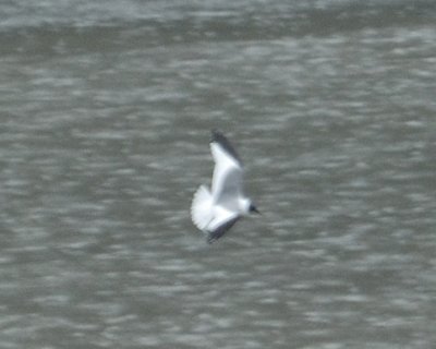 Sabine's Gull