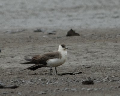 Parasitic Jaeger