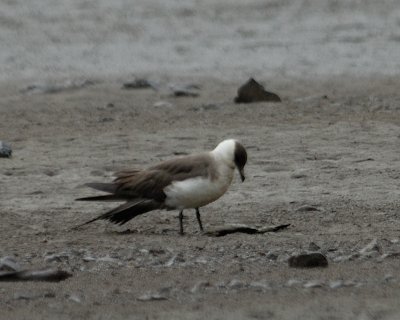 Parasitic Jaeger
