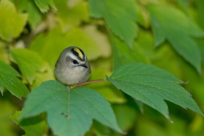 Golden-crowned Kinglet