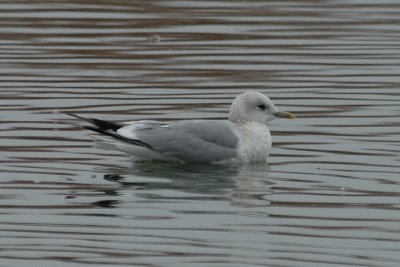Mew Gull