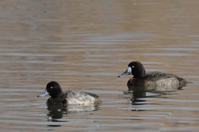 Scaup  Lesser left Greater female Right
