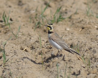 Horned Lark