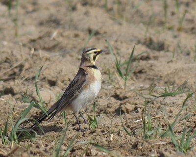 Horned Lark