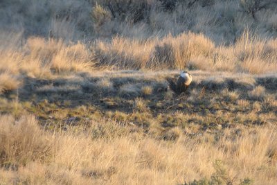 Sage Grouse