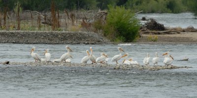 American White Pelican 