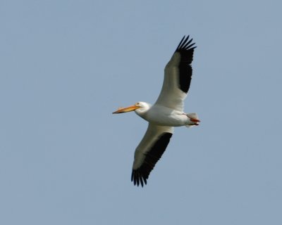 American White Pelican