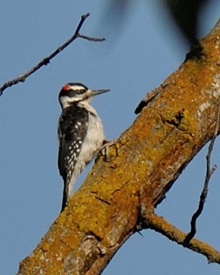 Hairy Woodpecker 