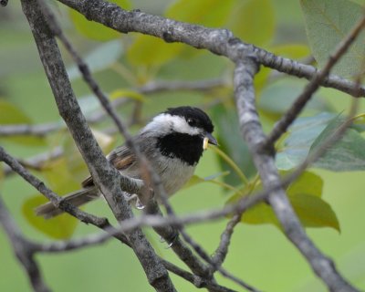chickadees_titmice