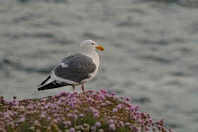 Western Gull