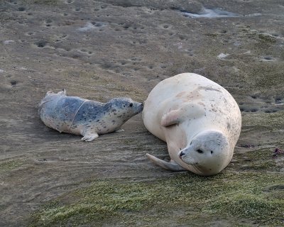 Harbor Seal and newborn pup
