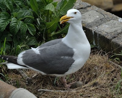 Western Gull on nest