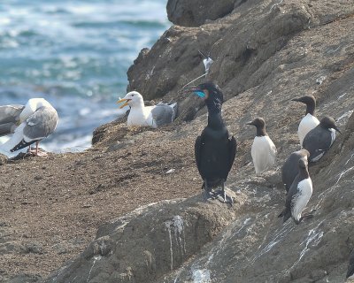 Brandt's Cormorant, Common Mure and Western Gull
