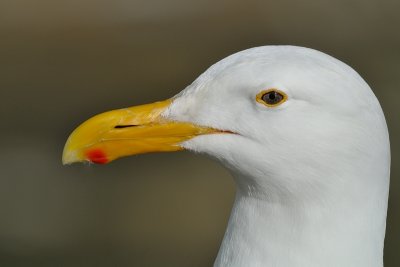 Western Gull extreme close up