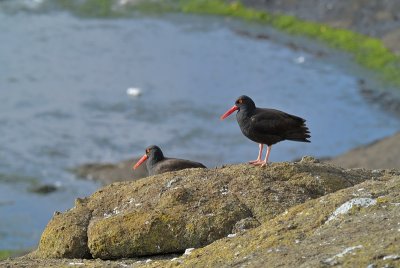 Black Oystercatcher