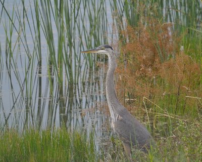 Great Blue Heron