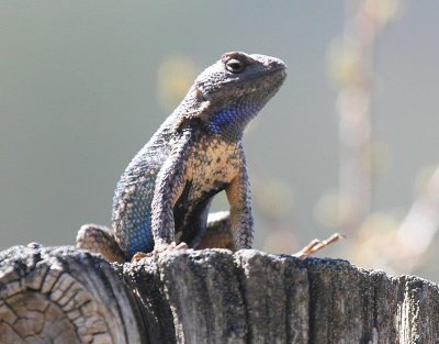 Fence Lizard 