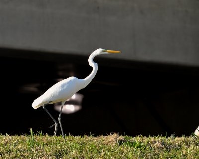 Great Egret