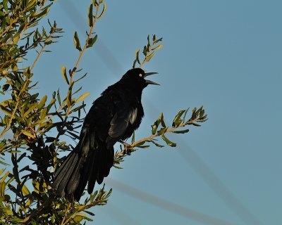 Great-tailed Grackle