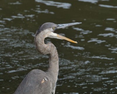 Great Blue Heron